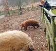 Wollschwein Knorke in Kunsterspring besucht; Foto: privat